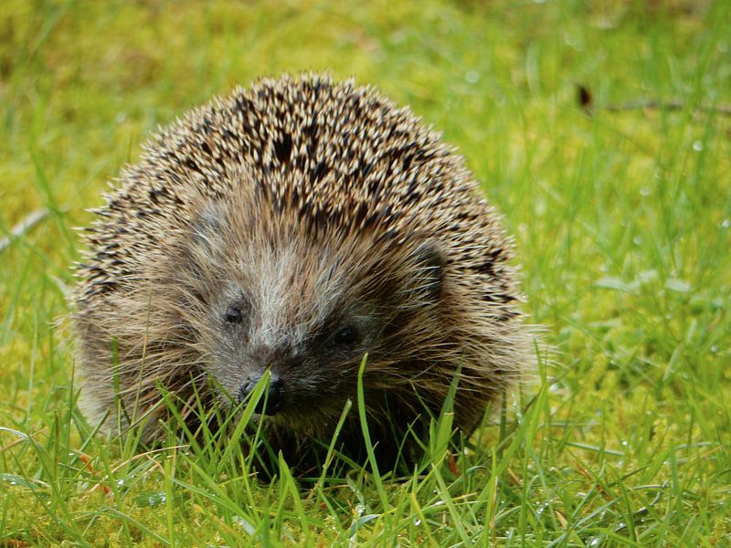 Igel von Joke te Grotenhuis