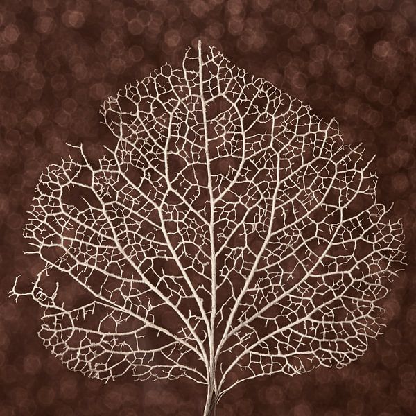 Struktur in der Natur: Die Aderstruktur eines Hortensienblattes von Marjolijn van den Berg