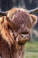 schottischer Highlander