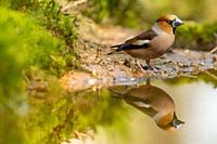 Appelvink in spiegeling