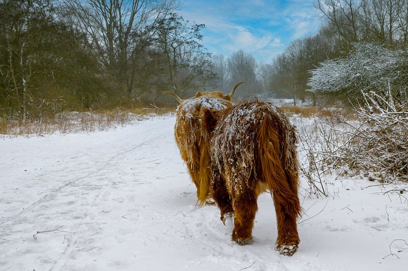 Scottish Highlanders in the snow by Peter Bartelings