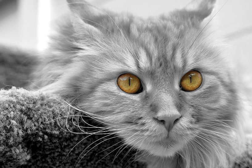 Strahlende Augen von Twan van G.