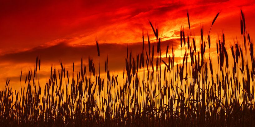 Oreilles par Violetta Honkisz