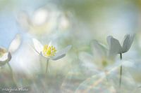 Buschwindröschen im Goldglanz