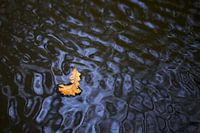 Blatt schwimmt auf dem Wasser