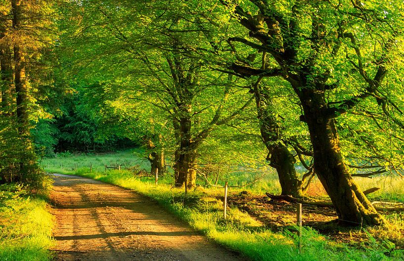 Rold Skov (Dänemark) von Marcel Kerdijk