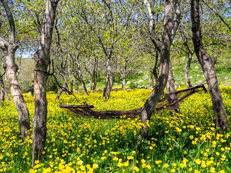 Hängematte auf der Blumenwiese von Stijn Cleynhens