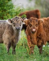 Schotse Hooglanders