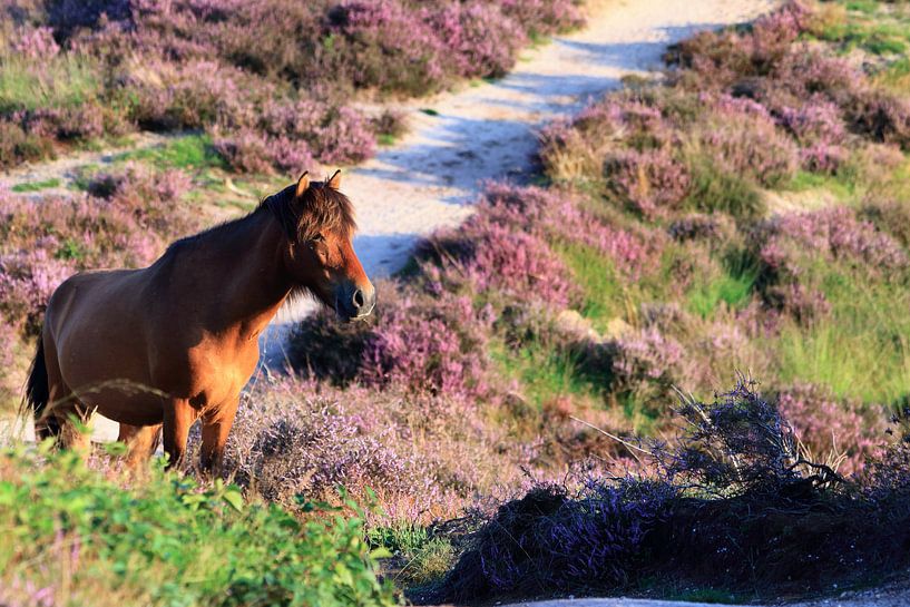 Cheval sur la lande fleurie de Posbank par Bobsphotography