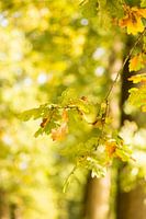 Leaves - Herfstbladeren