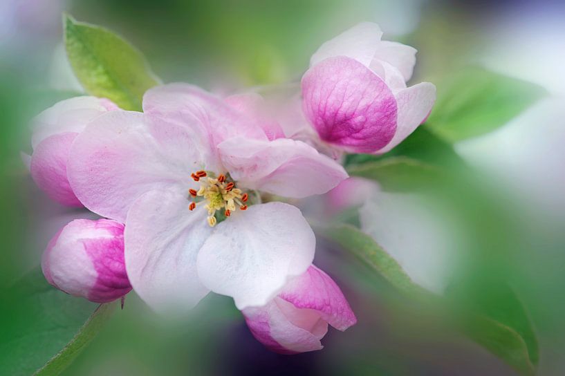 Délicatesse von Martine Affre Eisenlohr