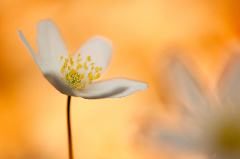 Anemone Delight von Andrea Gulickx