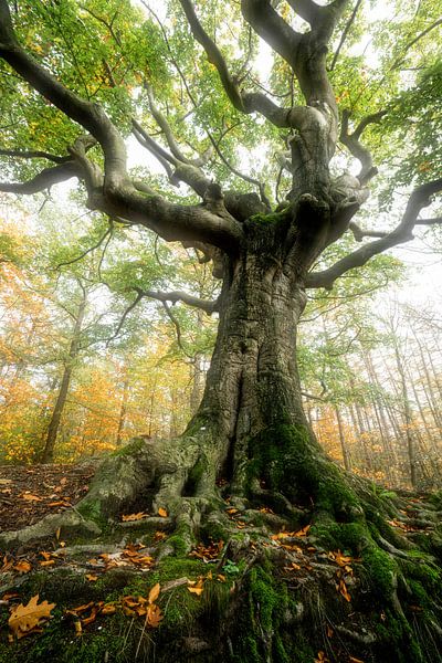 Herbsthexe von Loris Photography