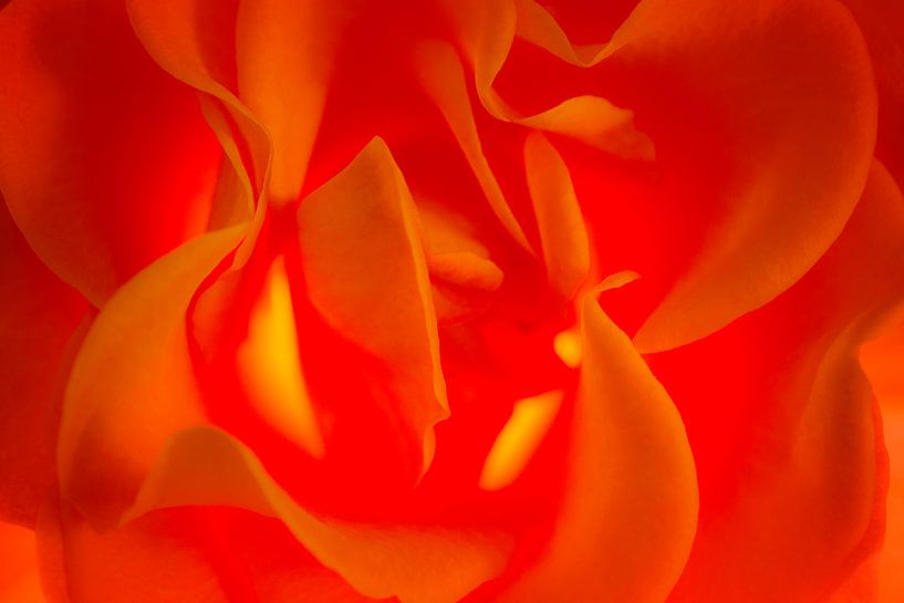 Rose on fire von Greetje van Son