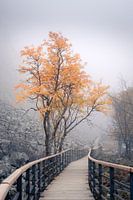 Dichter Nebel im schwedischen Herbst