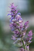 La fleur de sauge sclarée, Salvia sclarea, sauge musquée.