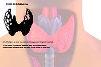 Thyroid gland 19315.10