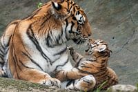 Sibirischer Tiger : Tierpark Amersfoort