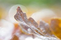 Schönes Herbstblatt