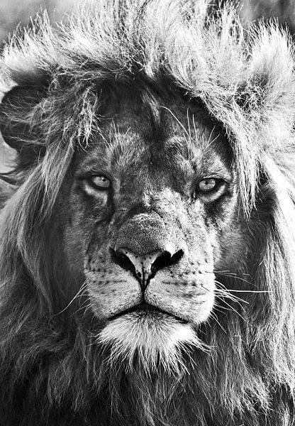 Löwe, Löwe, Verrückter von Maartje van Tilborg