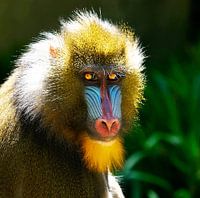 Mandrill
