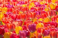 Tulip Mix Hintergrundbeleuchtung 2024