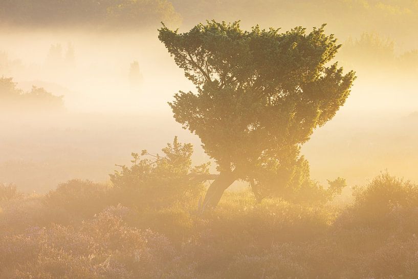 Sonnenaufgang Terhorsterzand (Niederlande) von Marcel Kerdijk