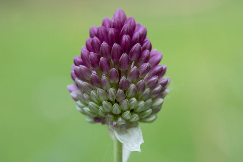 Trommelstock von Tanja van Beuningen
