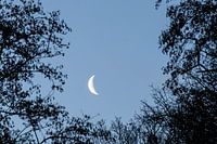 Croissant de lune visible à travers les arbres