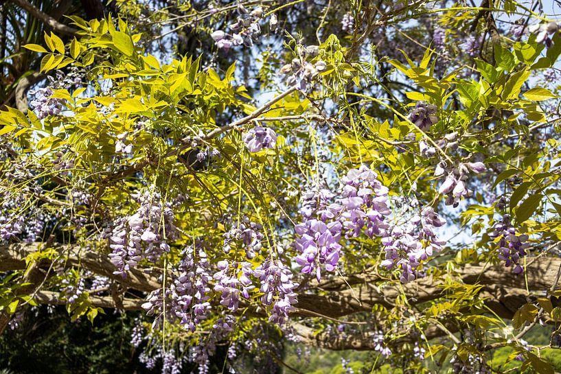 Blauer Regen in den Jardins d'Alfàbia auf Mallorca | Reisefotografie von Kelsey van den Bosch