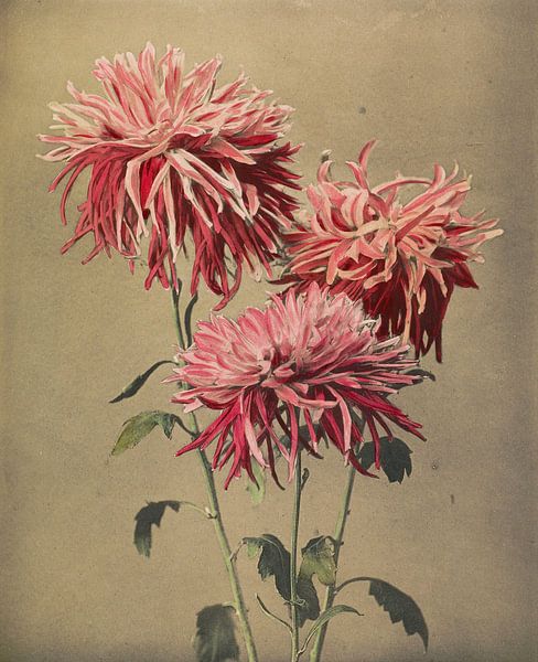 Asa-dsuma-bune, Ogawa Kazumasa von Meisterhafte Meister