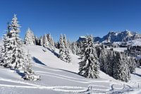 Die Schönheit des Winters