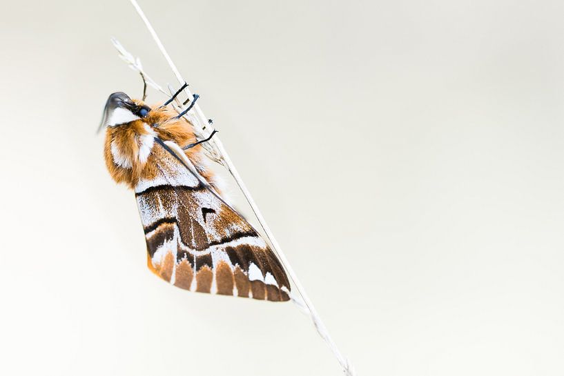 Papillon flammé rare par Danny Slijfer Natuurfotografie