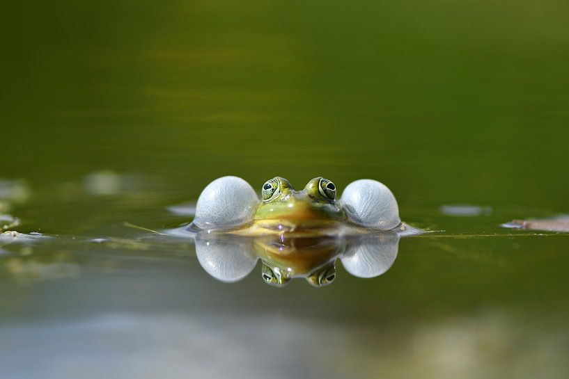 synchronized swimming by A. Bles