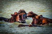 Nilpferd im Fluss, Südafrika