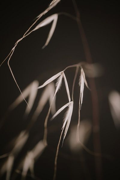 Grasses 1 by Nieta Karsten