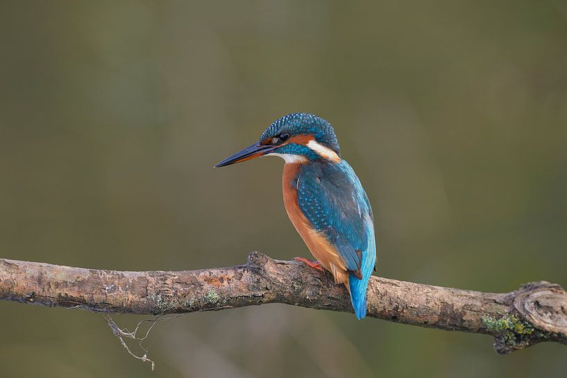 De mooiste vogel von Robert van Brug
