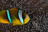 Clownfish in anemoon