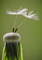 Spin op paardenbloem