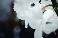 Drops... (Blume, Hyazinthe, Schnee, Frühling)