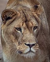 Löwin auf dem Landgut Hoenderdaell.