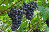 Large bunches of blue grapes in a Westland greenhouse