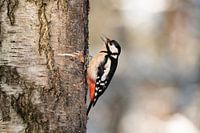Spotted Woodpecker