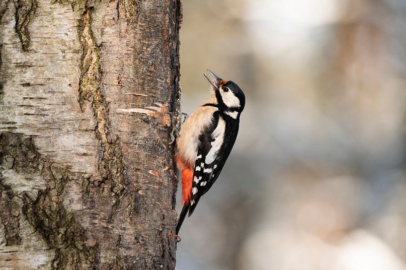 Buntspecht von Natuurels