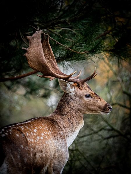 Proud profile by Mattijs Diepraam