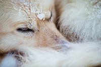 Gros plan d'un husky dans la neige