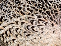 Closeup of female pheasant