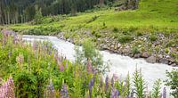 wilde Lupinen an der Landquart, Fluss in Graubünden