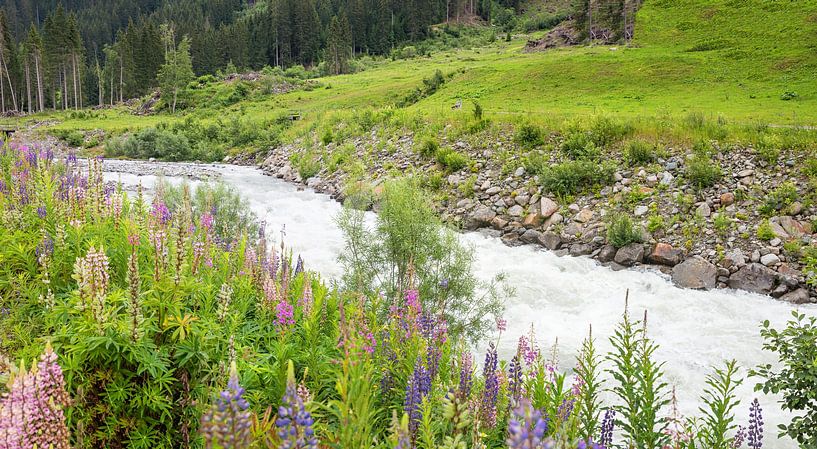 wilde Lupinen an der Landquart, Fluss in Graubünden von SusaZoom