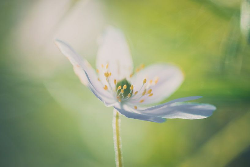 Wood anemone by Miranda Rijnen Fotografie